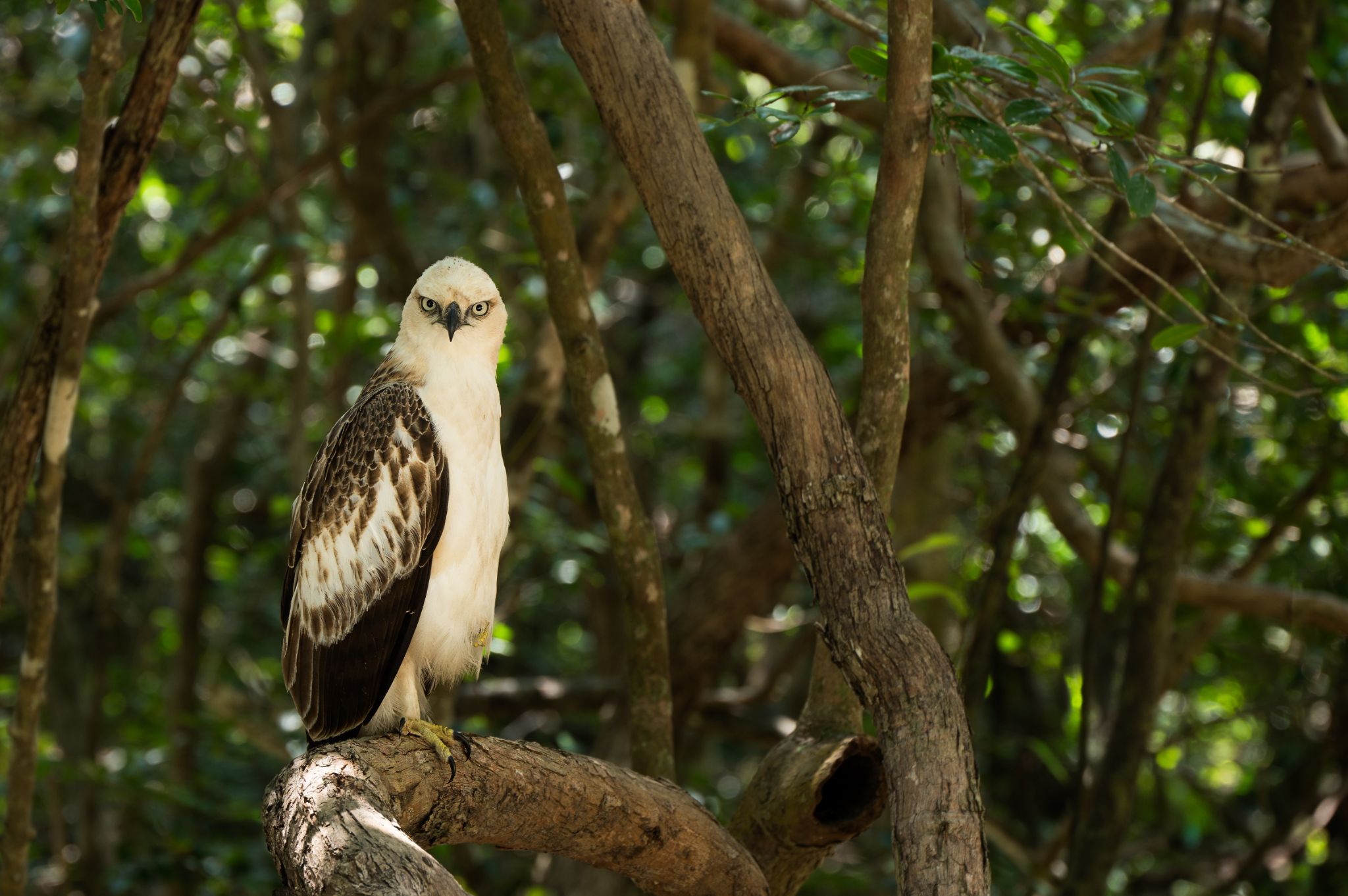 Haubenadler juvenil Changeable hawk eagle Nisaetus cirrhatus ceylanensis)